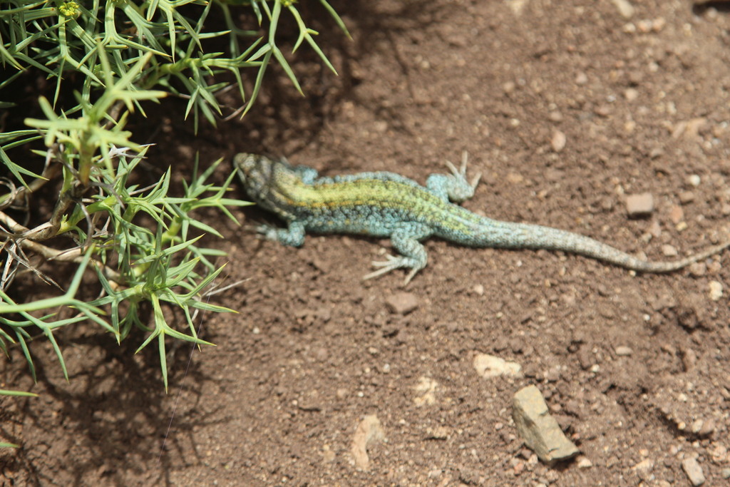 Liolaemus zullyae