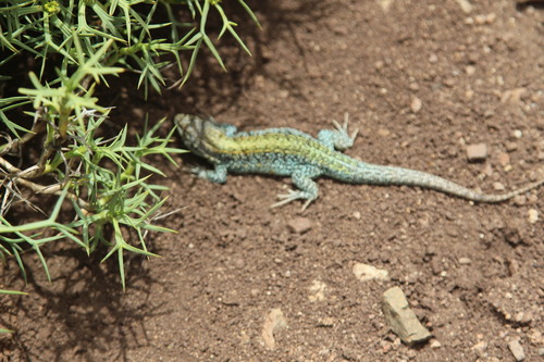 Lagartija de Scolaro