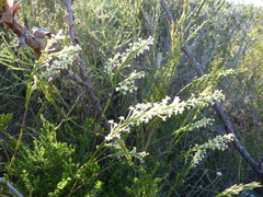 Struthiola tomentosa