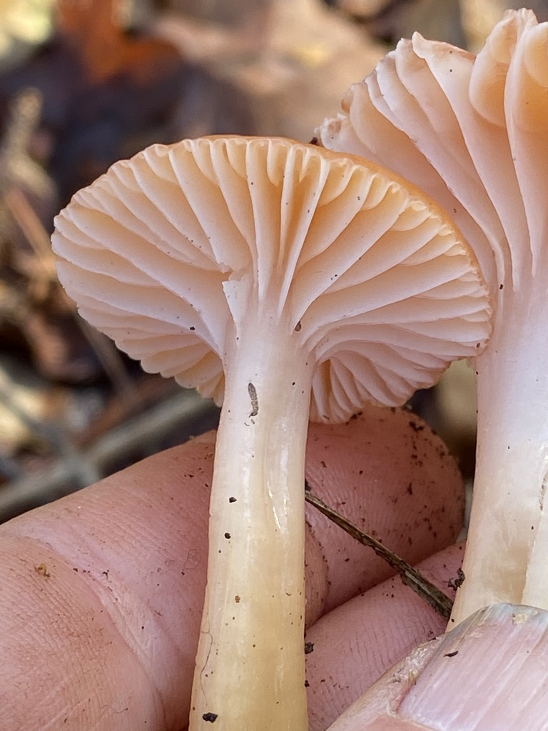 Gliophorus sp. 'GA01'