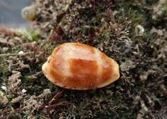 Notocypraea piperita image