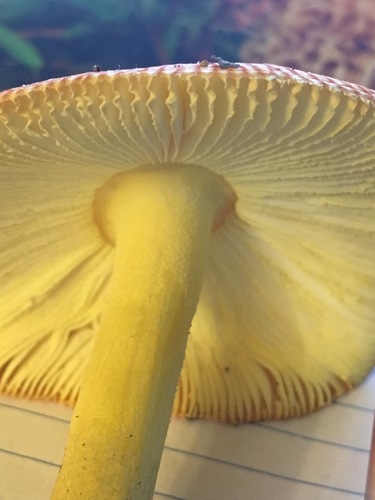 False Caesar's Mushroom