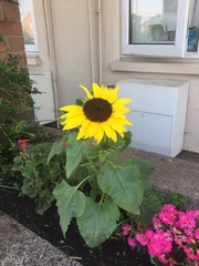 Helianthus