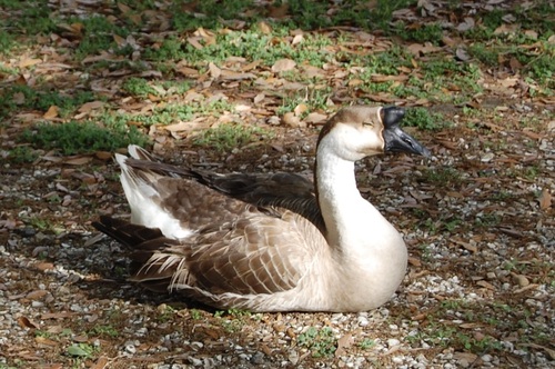 Domestic Swan Goose