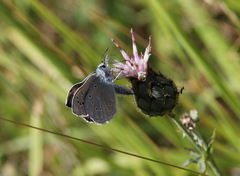 Polyommatus dolus