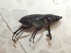 Lucanus