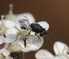 Eurytominae