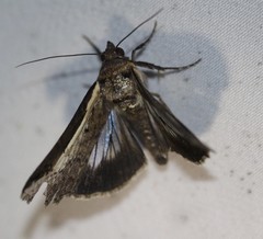 Lophoptera vittigera