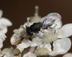 Eurytominae