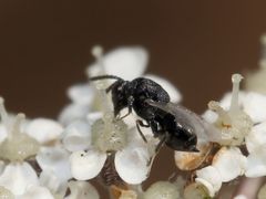 Eurytominae