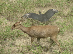 Rusa