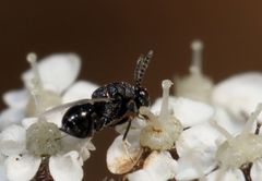 Eurytominae