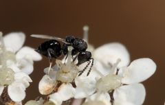 Eurytominae