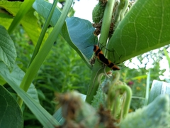 Oncopeltus fasciatus