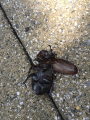 Trypoxylus dichotomus