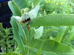 Oncopeltus fasciatus