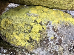 Chrysothrix chlorina