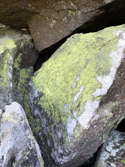 Chrysothrix chlorina