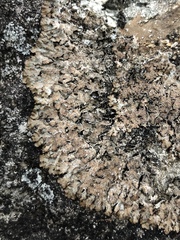 Punctelia stictica
