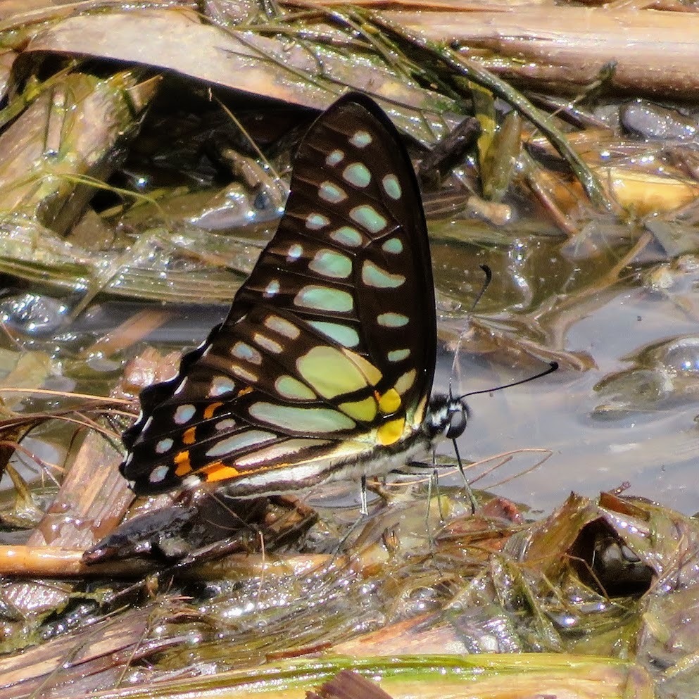 Veined Jay