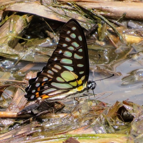 Veined Jay