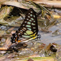 Graphium