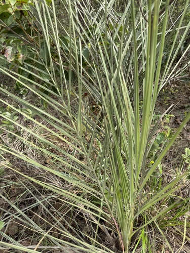 Syagrus angustifolia