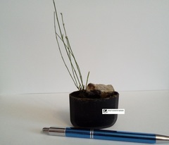 Equisetum scirpoides