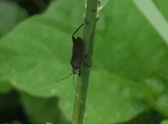 Notobitus meleagris