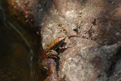 Litoria meiriana