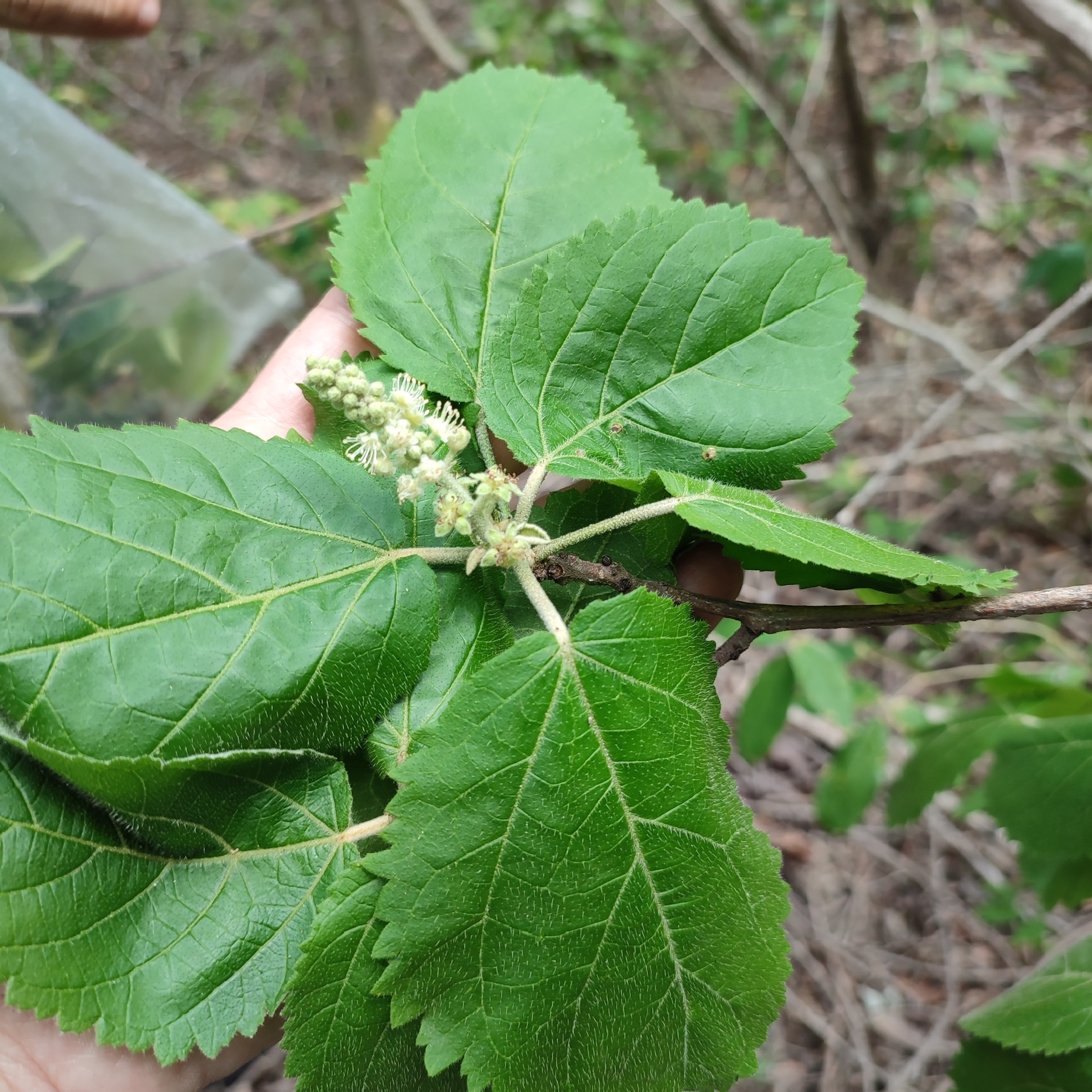 Croton anisodontus