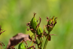 Hypericum ascyron pyramidatum