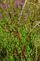 Hypericum ascyron pyramidatum