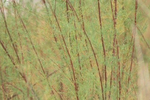 Image of Tamarix gallica by (c) Kian Hayles-Cotton, some rights reserved (CC BY)