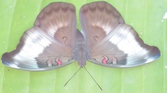 Dophla evelina