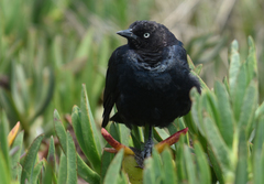 Euphagus cyanocephalus