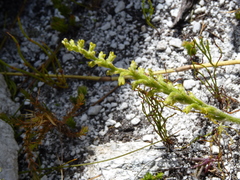 Holothrix brevipetala