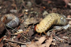 Oryctes nasicornis