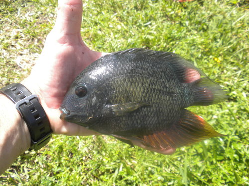 Banded cichlid (Heros severus) — Cichlidae — 3