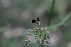Eucharitidae