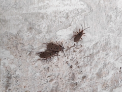 Probergrothius
