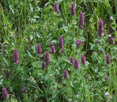 Agastache pallidiflora