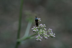 Eucharitidae