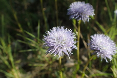 Globularia