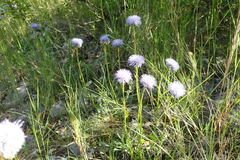 Globularia