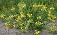 Oenothera rhombipetala