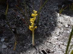 Holothrix brevipetala