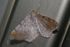 Macaria liturata