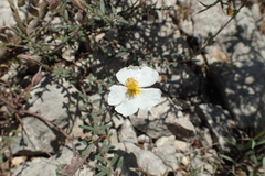 Helianthemum