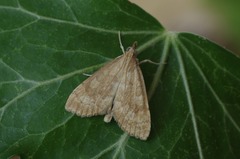 Udea fulvalis